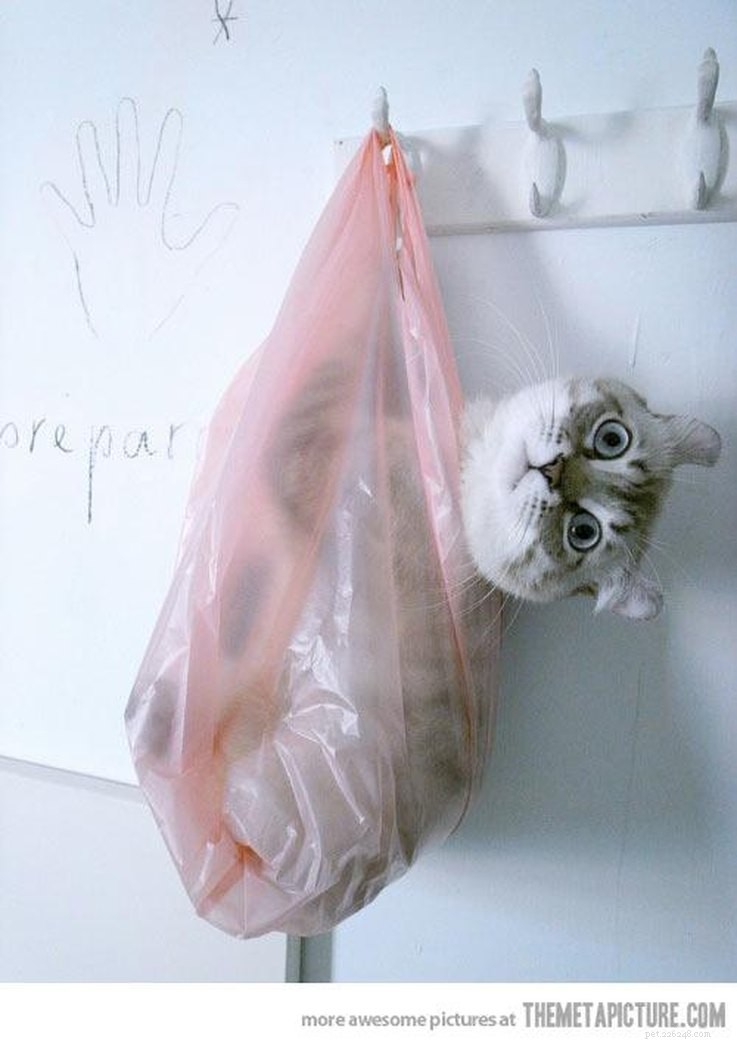10 Pets That Will Bring a Smile to Your Day