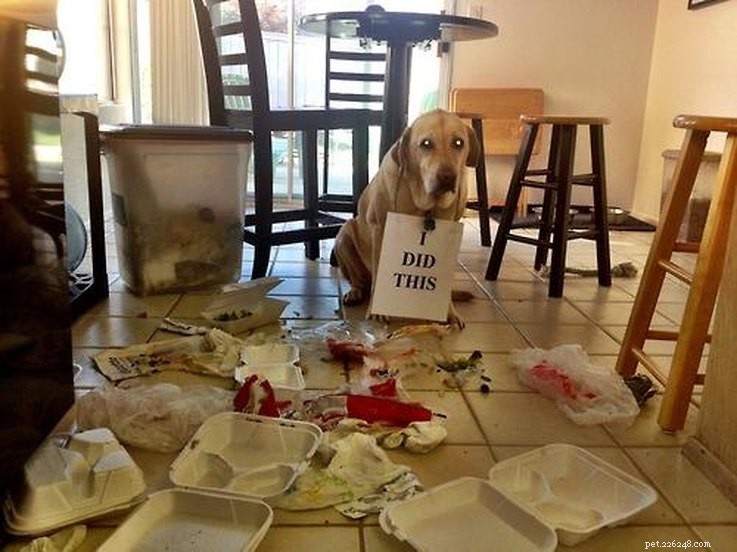 10 Pets That Will Bring a Smile to Your Day