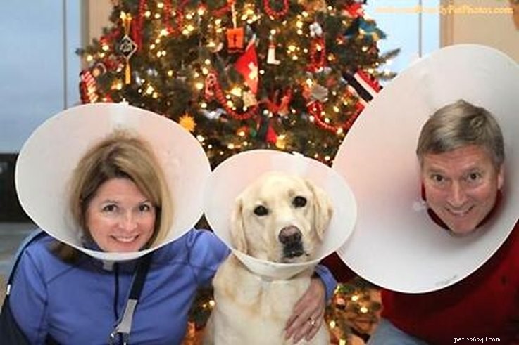 13 Charming Pet Owner Photo Moments That Will Brighten Your Day