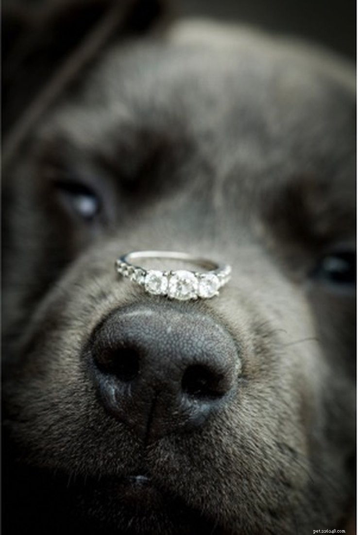 7 Creative Pet‑Inspired Marriage Proposal Ideas