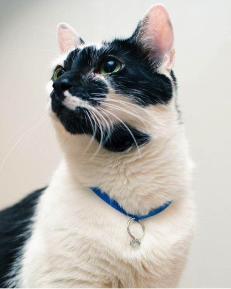 7 Creative Pet‑Inspired Marriage Proposal Ideas