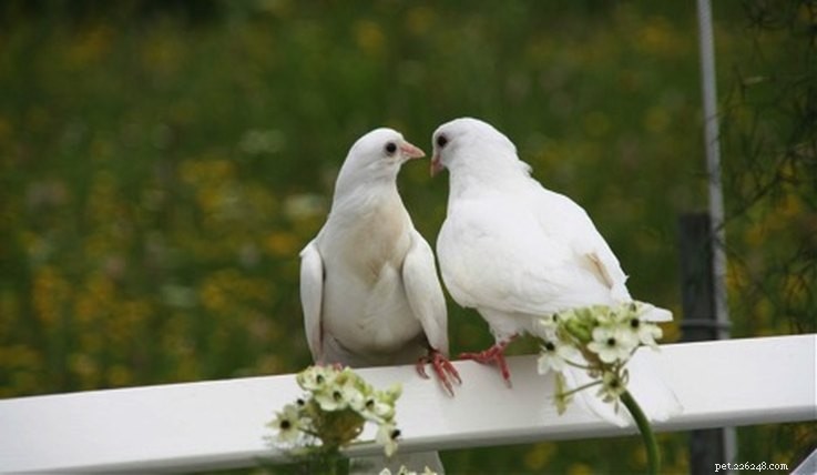 7 Creative Pet‑Inspired Marriage Proposal Ideas