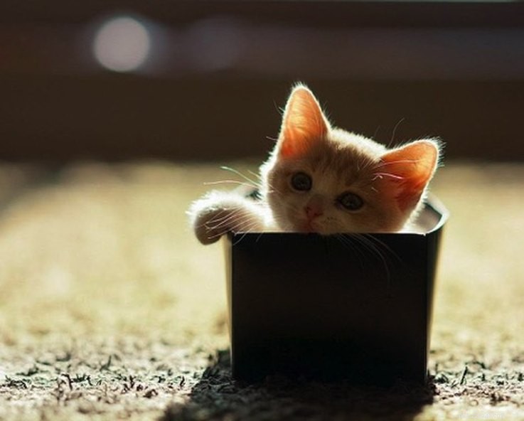 7 Creative Pet‑Inspired Marriage Proposal Ideas