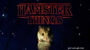 Hamster Stranger Things: The Viral Pet Series Taking the Internet by Storm