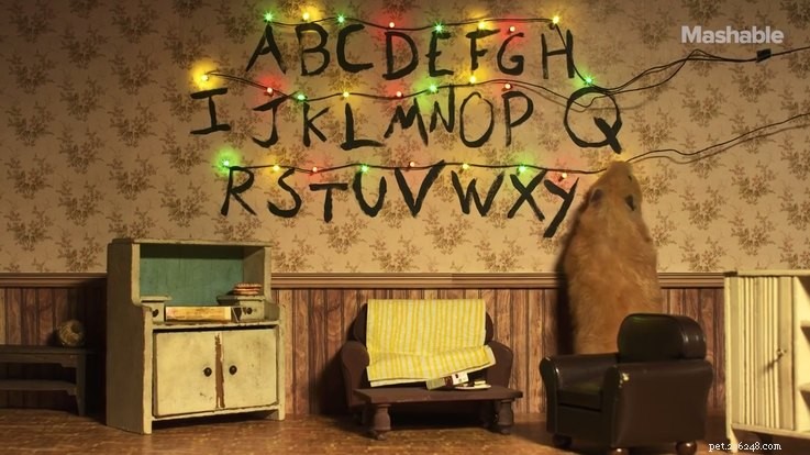 Hamster Stranger Things: The Viral Pet Series Taking the Internet by Storm