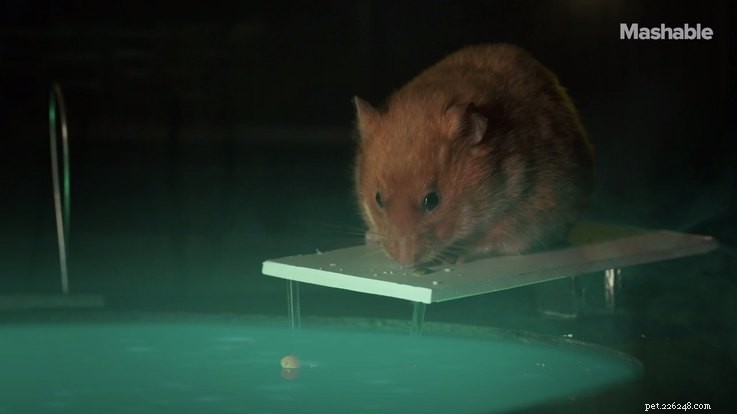 Hamster Stranger Things: The Viral Pet Series Taking the Internet by Storm