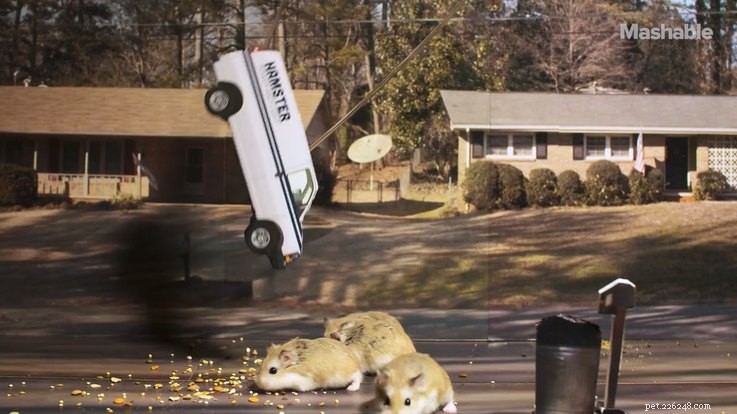 Hamster Stranger Things: The Viral Pet Series Taking the Internet by Storm