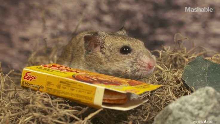 Hamster Stranger Things: The Viral Pet Series Taking the Internet by Storm