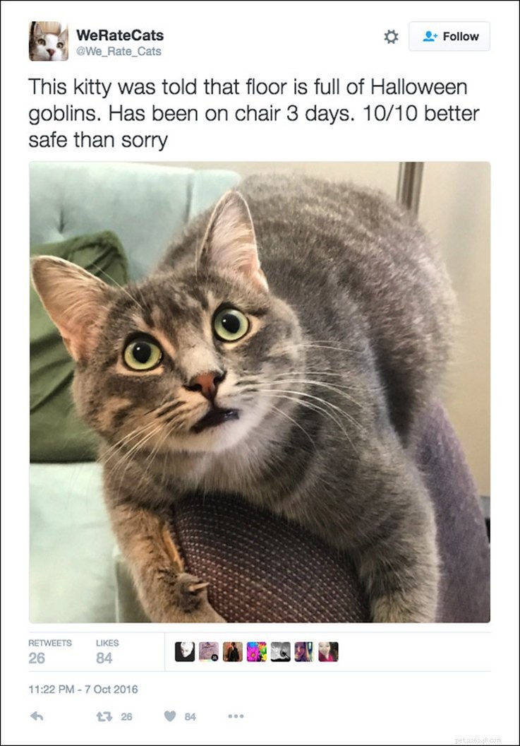25 Relatable Tweets About Pets and Halloween