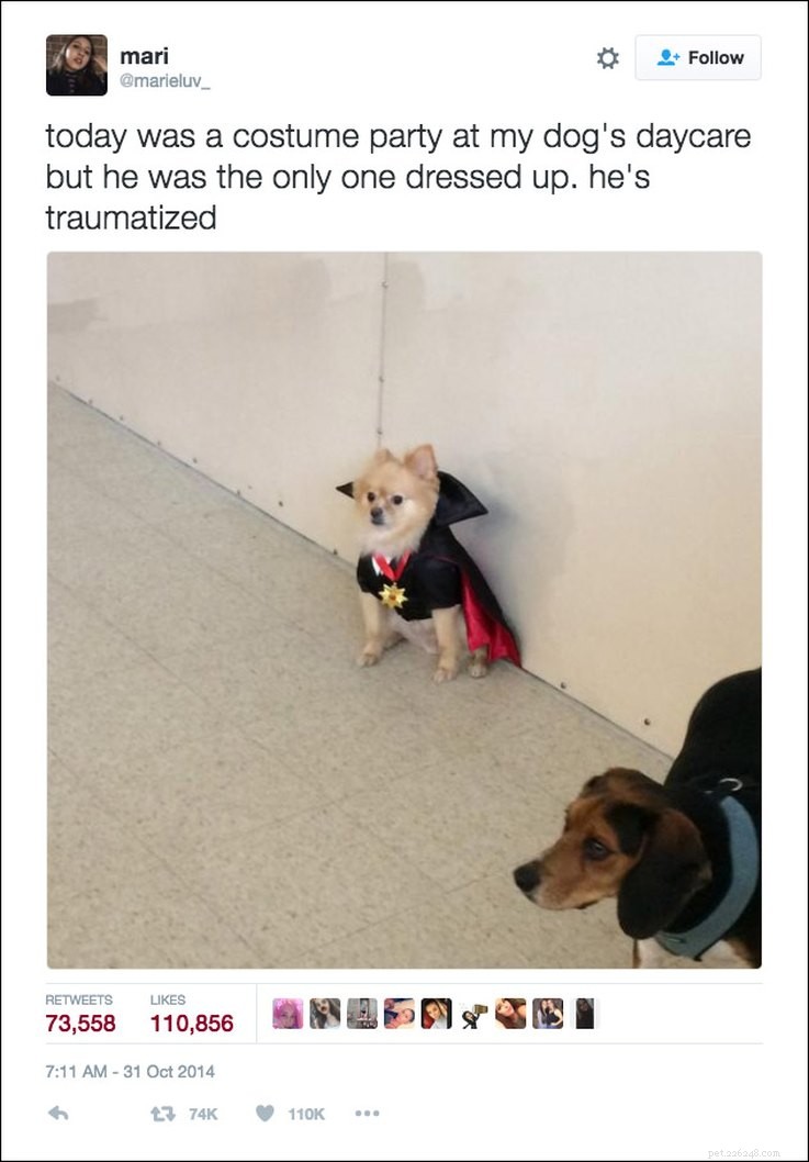 25 Relatable Tweets About Pets and Halloween
