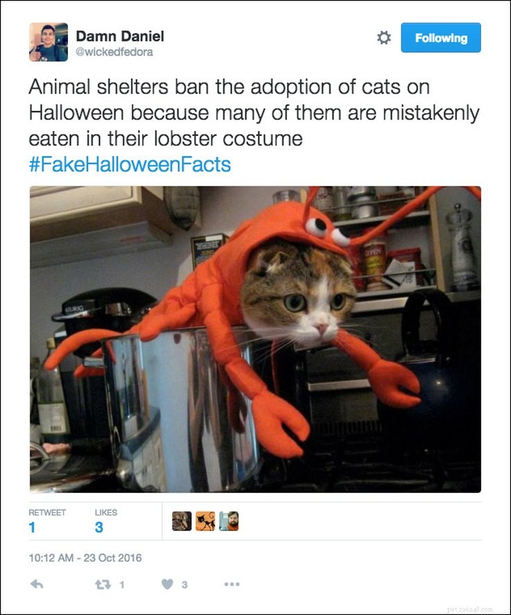 25 Relatable Tweets About Pets and Halloween