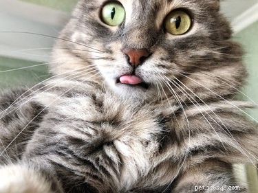 What Is a Blep? Understanding the Adorable Animal Tongue Quirk