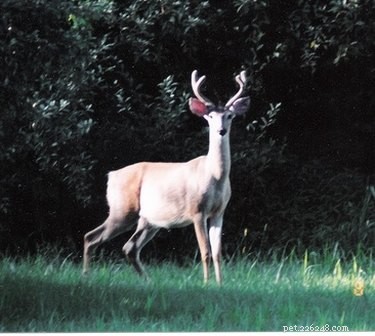 DIY Deer Food Plot Seed Mix: A Proven, High-Protein Recipe