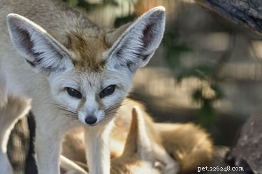 Is It Legal to Own a Fennec Fox? A Guide to State Regulations