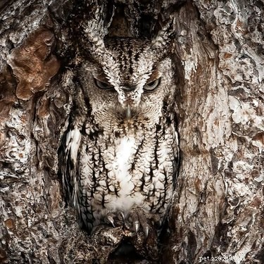 Challenge Your Spotting Skills: Find Every Owl in These 11 Stunning Photos