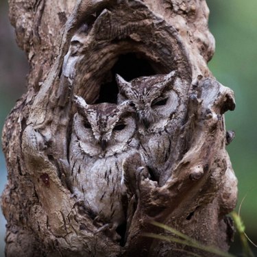 Challenge Your Spotting Skills: Find Every Owl in These 11 Stunning Photos