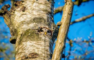 Challenge Your Spotting Skills: Find Every Owl in These 11 Stunning Photos