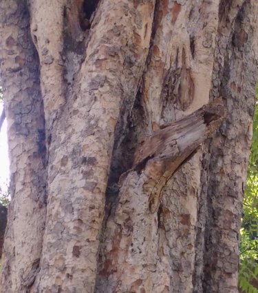 Challenge Your Spotting Skills: Find Every Owl in These 11 Stunning Photos