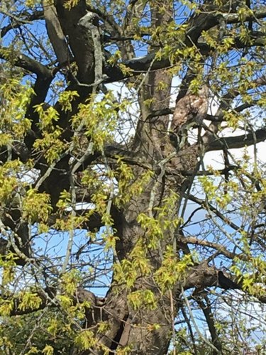 Challenge Your Spotting Skills: Find Every Owl in These 11 Stunning Photos