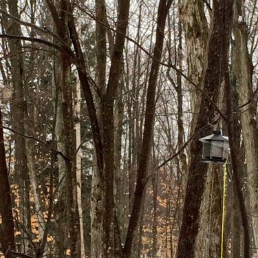 Challenge Your Spotting Skills: Find Every Owl in These 11 Stunning Photos