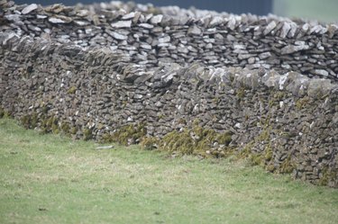 Challenge Your Spotting Skills: Find Every Owl in These 11 Stunning Photos