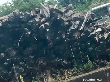 Challenge Your Spotting Skills: Find Every Owl in These 11 Stunning Photos