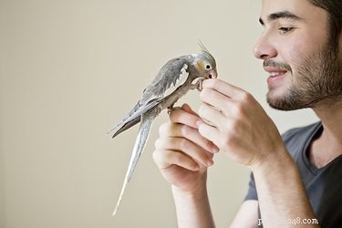 How to Spot When Your Pet Bird Is Truly Happy