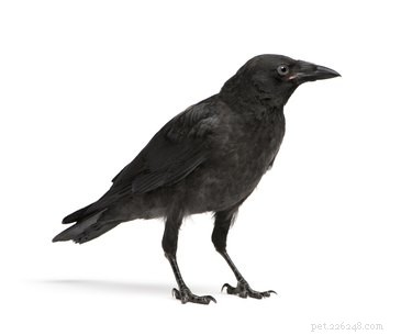 Can Crows and Ravens Be Pet Birds? A Practical Guide