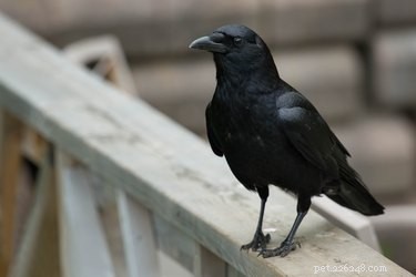 Can Crows and Ravens Be Pet Birds? A Practical Guide