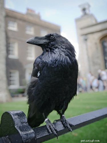Can Crows and Ravens Be Pet Birds? A Practical Guide
