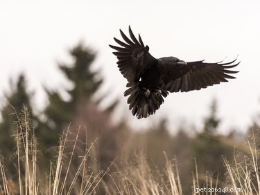 Can Crows and Ravens Be Pet Birds? A Practical Guide