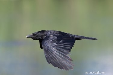 Can Crows and Ravens Be Pet Birds? A Practical Guide