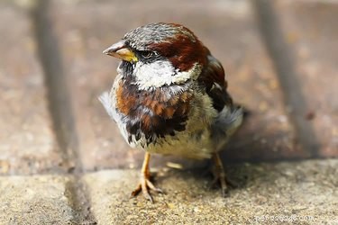 How to Safely Habituate Wild Birds as Home Companions