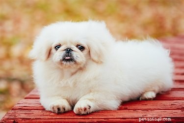 White vs Albino Pekingese: Key Differences Explained