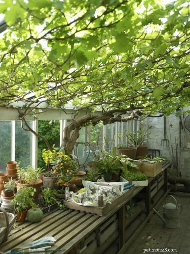 Keeping Birds in Your Greenhouse: Benefits, Tips, and Best Practices