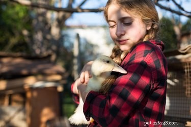 Can Ducks Be Affectionate? Learn How They Show Love and Bonding