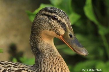 Discover How Ducks Use Three Eyelids to Protect Their Vision
