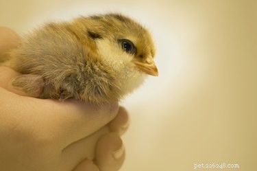 Longevity and Care for Ameraucana Chickens