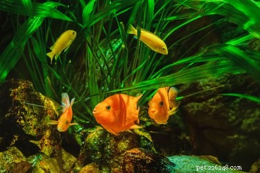Parrot Cichlid Lifespan: How Long They Live in Captivity
