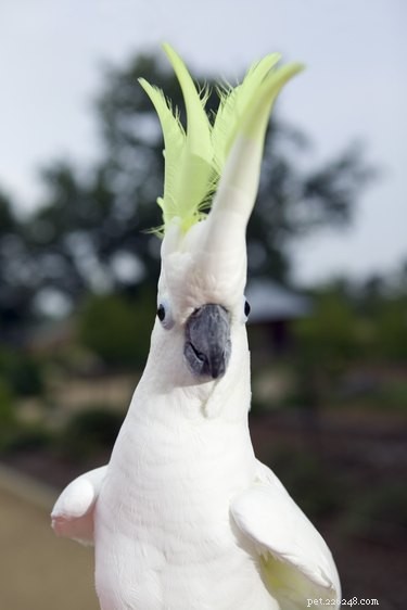 What Your Cockatoo’s Shaking Reveals About Its Needs and Emotions