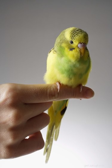 Essential Nestbox Materials for Healthy Parakeet Chicks