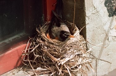 Effective Ways to Keep Birds Off Window Ledges