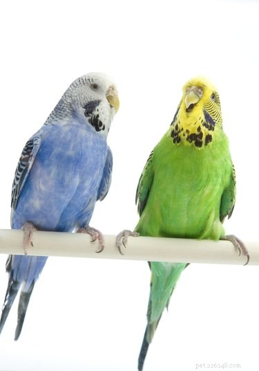 Understanding and Preventing Budgie Fights: Causes and Solutions