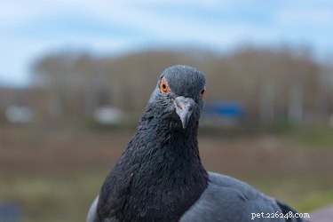 Healthy Feeding Habits for Urban Pigeons