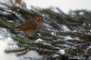 When Do Robins Depart Michigan for Winter Migration?