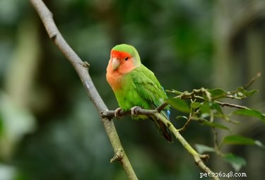 How to Spot Pregnancy in Your Lovebird: Key Behavioral Clues