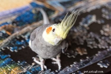 Recognizing Your Cockatiel’s Love: How to Tell If Your Pet Truly Likes You