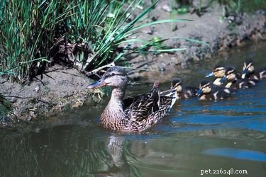 The Complete Life Cycle of Baby Ducks: Growth, Migration, and Parenting