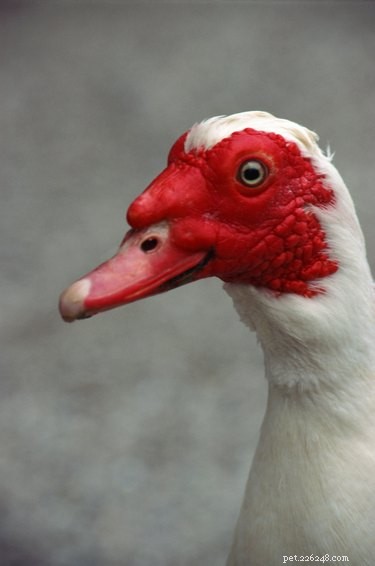 Managing Aggression in Muscovy Ducks: A Practical Guide for Owners