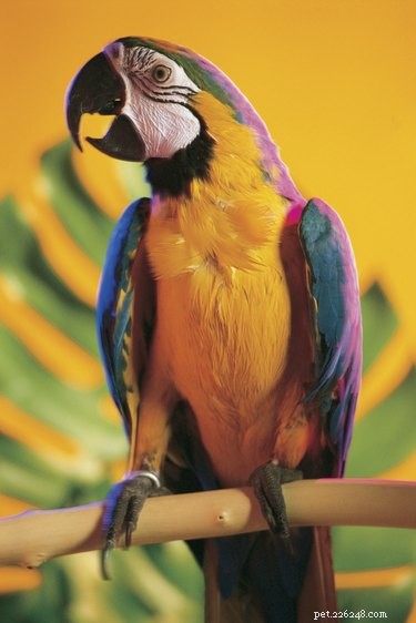 Optimal Room Temperature for Healthy Sun Conures
